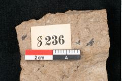 Foto (Detailansicht) von Sequoia hardtii Endl. (NHMW-GEO-2024-0188-8236)